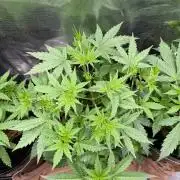 Jack Herer - Sensi Seeds