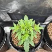 Jack Herer - Sensi Seeds
