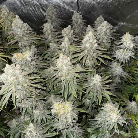 Super Skunk  - Sensi Seeds