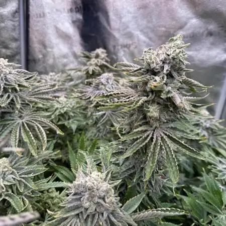 Super Skunk - Sensi Seeds