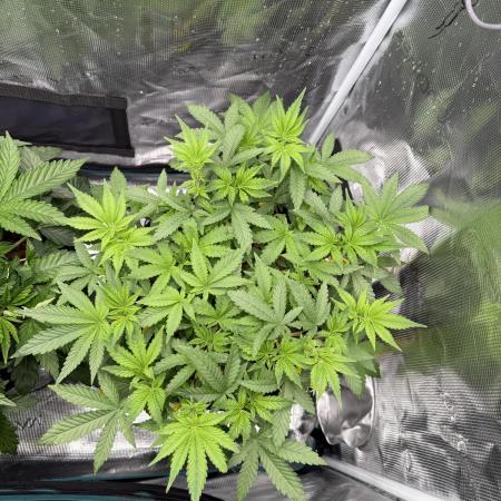 Melonade Runtz - Dutch Passion