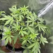 Jack Herer - Sensi Seeds