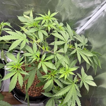 Jack Herer - Sensi Seeds
