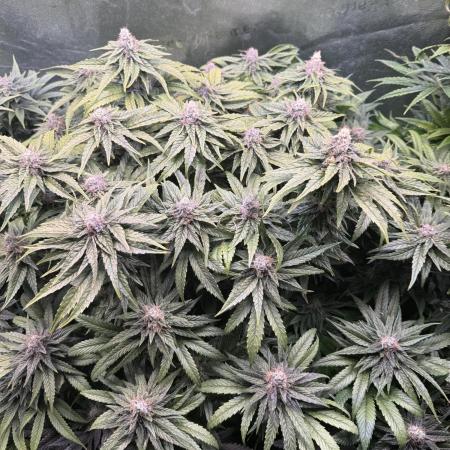 Purple Cookie Kush - Sensi Seeds