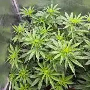 Jack Herer - Sensi Seeds