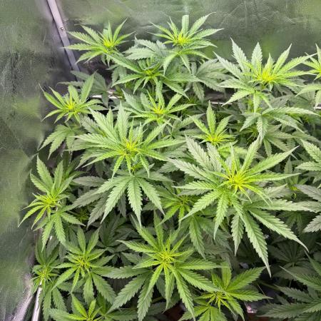 Jack Herer - Sensi Seeds