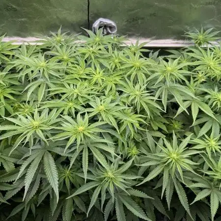 Super Skunk  - Sensi Seeds