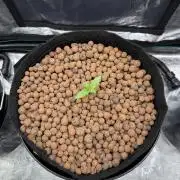 Super Skunk - Sensi Seeds