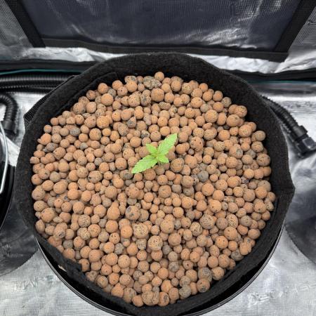 Super Skunk - Sensi Seeds