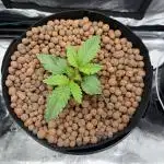 Melonade Runtz - Dutch Passion