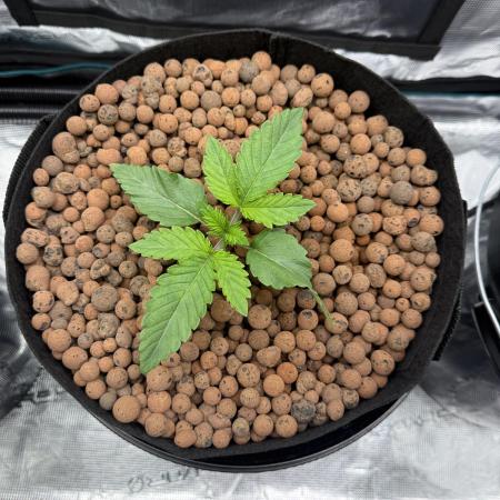 Melonade Runtz - Dutch Passion