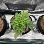 Melonade Runtz - Dutch Passion