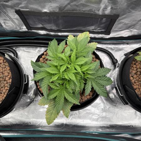 Melonade Runtz - Dutch Passion