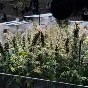 Jack Herer - Sensi Seeds