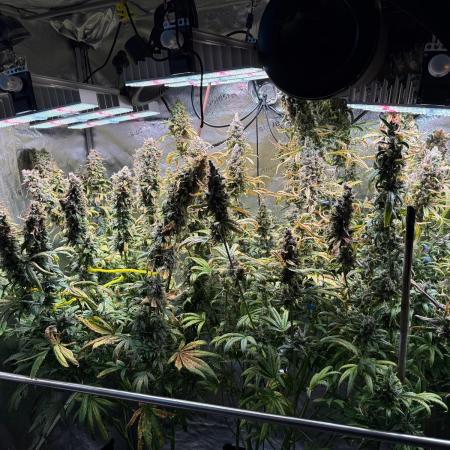 Jack Herer - Sensi Seeds