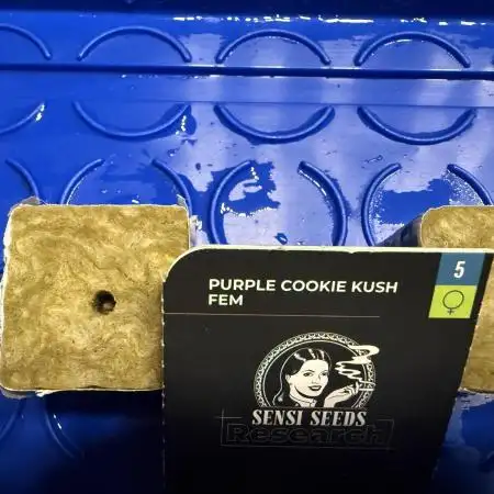 Purple Cookie Kush - Sensi Seeds