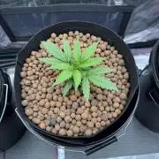 Gorilla GG4 - Ganja Farmer
