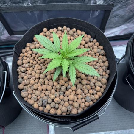 Gorilla GG4 - Ganja Farmer