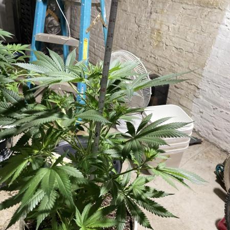 Chocolate Thai