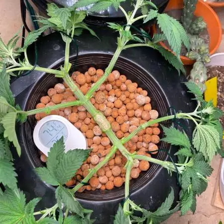 Wedding cake, blue mystic, Durban poison