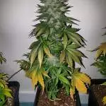2x MotherlodeKush (Sannies)