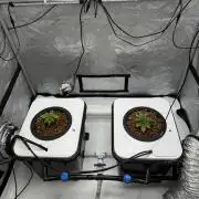 Unicorn Glitter RDWC