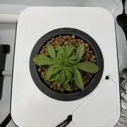 Unicorn Glitter RDWC