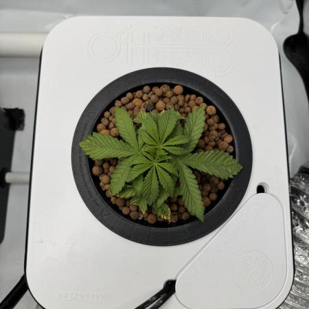 Unicorn Glitter RDWC