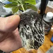 Unicorn Glitter RDWC