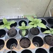 Unicorn Glitter RDWC