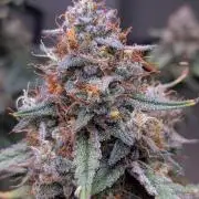 Auto flower