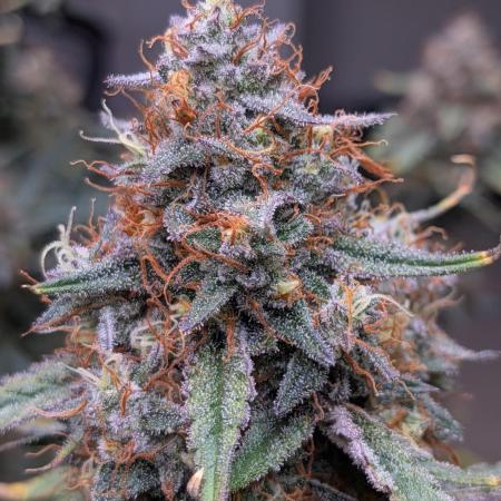 Auto flower