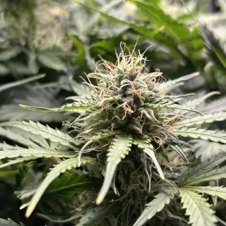 Blue cheese auto by Royal queen seeds