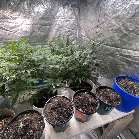 Tropicana cookies auto fast buds 42