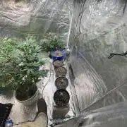 Tropicana cookies auto fast buds 42