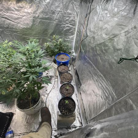 Tropicana cookies auto fast buds 42