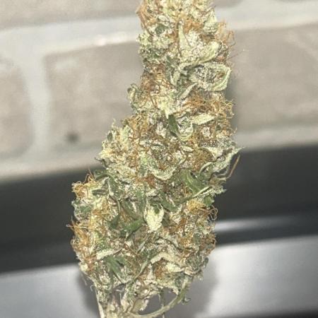 Blue cheese auto by Royal queen seeds
