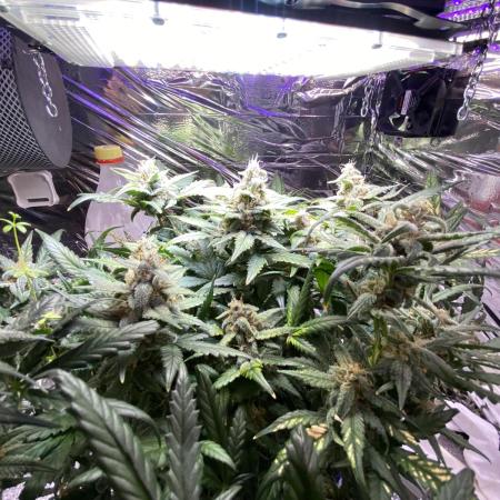 Cultivation is not a problem