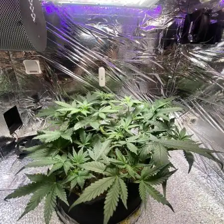 Cultivation is not a problem