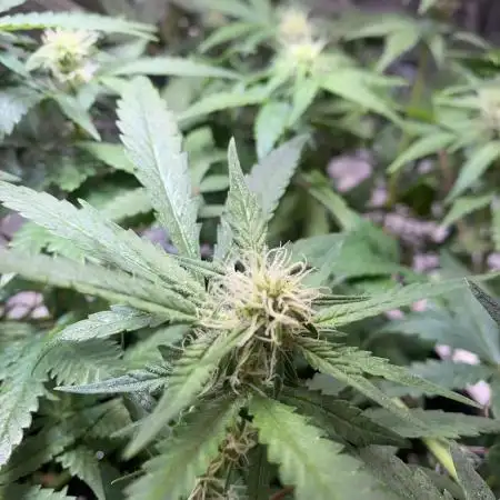 Cultivation is not a problem