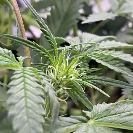 Cultivation is not a problem