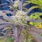 Let It GrOw - Elsa's Frozen Nebula