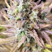 Dexter’s Growbroratory