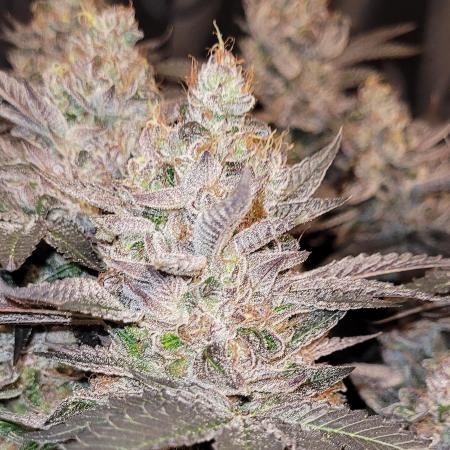 Rhea - Demon In Your Dreams