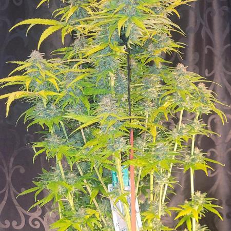 Venom: Infestation - Aphid Rising