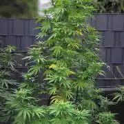 Ganja Farmer Bear: Rainbow Quest