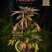 Firestarter - Born to Burn