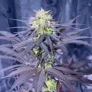 Blue-Eyed White Walker