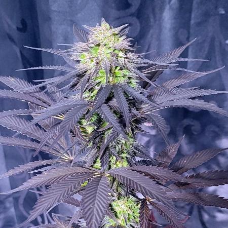 Blue-Eyed White Walker