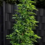 Ganja Farmer Bear: Rainbow Quest
